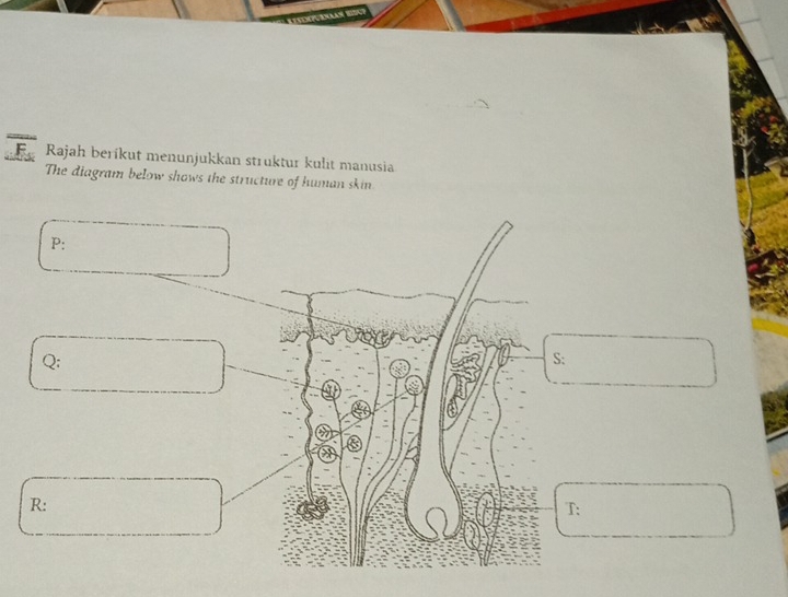 Rajah beríkut menunjukkan struktur kulit manusia 
The diagram below shows the structure of human skin
P :
Q;
S :
R :
T :