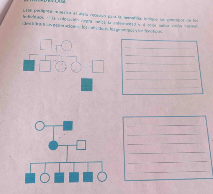 Este pedigree muestra el alelo recesivo para la hemofilia, indique los genotipos de los 
individuos si la coloración negra indica la enfermedad y si color indica visión normal. 
Identifique las generaciones, los individuos, los genotipos y los fenotipos. 
_ 
_ 
_ 
_ 
_ 
_ 
_ 
_ 
_ 
_ 
_ 
_