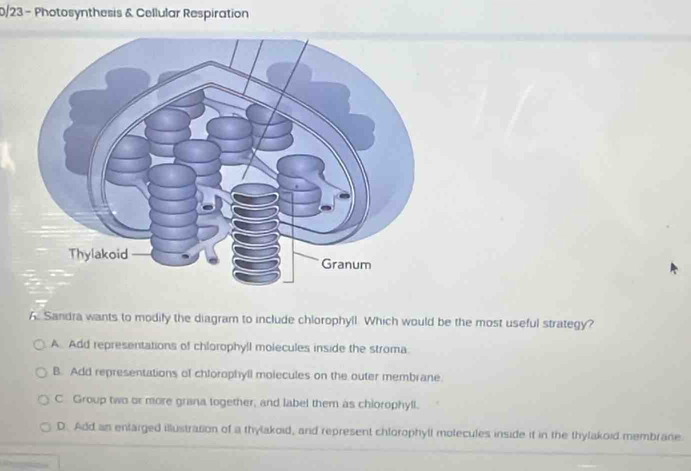 0/23 - Photosynthesis & Cellular Respiration
6. Sandra wants to modify the diagram to include chlorophyll. Which would be the most useful strategy?
A. Add representations of chlorophy!l molecules inside the stroma.
B. Add representations of chlorophyll molecules on the outer membrane.
C Group two or more grana together, and label them as chiorophyll.
D. Add an enlarged illustration of a thylakoid, and represent chlorophyll molecules inside it in the thylakoid membrane