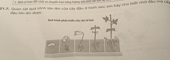 Nhờ có trao đổi chất và chuyển hoá năng lượng mà sinh vật tôn
21.7. Quan sát quá trình lớn lên của cây đậu ở hình sau, em hãy cho biết nhờ đâu mà cây 
đậu lớn lên đư