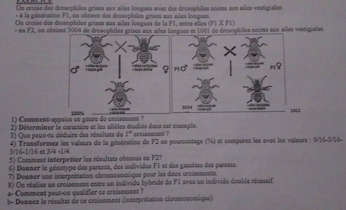 On croise des drosophiles grises aux ailes longues avec des drosophiles noires aux ailes vestigiales: 
- à la génération F1, on obtient des drosophiles grises aux ailes longues. 
On croise des drosophiles grises aux ailes longues de la F1, entre elles (F1 X F1)
- en F2, on obtient 3004 de drosophiles grises aux ailes longues et 1001 de drosophiles noires aux ailes vestigiales. 
001 
1) Comment-appelie ce genre de croisement ? 
2) Déterminer le caractère et les allèles étudiés dans cet exemple. 
3) Que peux-tu déduire des résultats du 1^a croisement ? 
4) Transformez les valeurs de la génération de F2 en pourcentage (%) et comparez les avec les valeurs : 9/16 -3/16 -
3/16 -1/16 et 3/4 -1/4. 
5) Comment interpréter les résultats obtenus en F2? 
6) Donner le génotype des parents, des individus F1 et des gamètes des parents. 
7) Donner une interprétation chromosomique pour les deux croisements. 
8) On réalise un croisement entre un individu hybride de F1 avec un individu double récessif. 
a- Comment peut-on qualifier ce croisement ? 
b- Donnez le résultat de ce croisement (interprétation chromosomique)