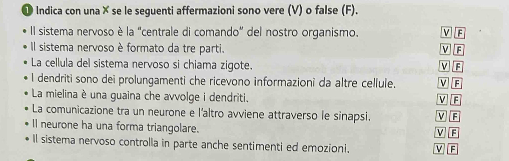 ① Indica con una × se le seguenti affermazioni sono vere (V) o false (F).
Il sistema nervoso è la “centrale di comando” del nostro organismo. V F
Il sistema nervoso è formato da tre parti. V F
La cellula del sistema nervoso si chiama zigote. V F
I dendriti sono dei prolungamenti che ricevono informazioni da altre cellule. V F
La mielina è una guaina che avvolge i dendriti. V F
La comunicazione tra un neurone e l’altro avviene attraverso le sinapsi. V F
Il neurone ha una forma triangolare.
VF
Il sistema nervoso controlla in parte anche sentimenti ed emozioni.
V F