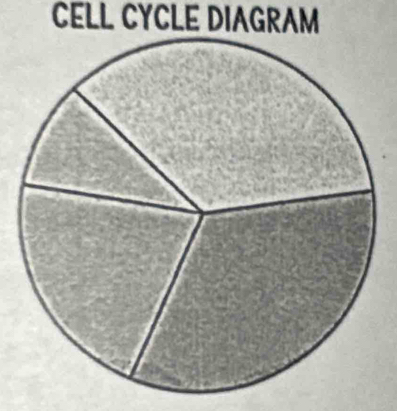 CELL CYCLE DIAGRAM