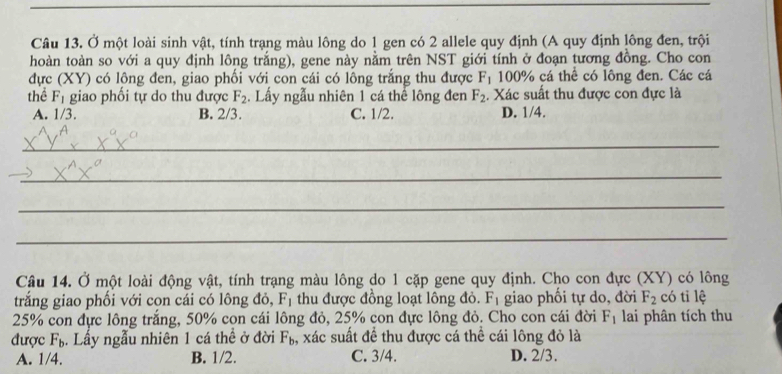 Ở một loài sinh vật, tính trạng màu lông do 1 gen có 2 allele quy định (A quy định lông đen, trội
hoàn toàn so với a quy định lông trắng), gene này nằm trên NST giới tính ở đoạn tương đồng. Cho con
đực (XY) có lông đen, giao phối với con cái có lông trắng thu được F_1 100% cá thể có lông đen. Các cá
thể F_1 giao phối tự do thu được F_2. Lấy ngẫu nhiên 1 cá thể lông đen F_2. Xác suất thu được con đực là
A. 1/3. B. 2/3. C. 1/2. D. 1/4.
_
_
_
_
Câu 14. Ở một loài động vật, tính trạng màu lông do 1 cặp gene quy định. Cho con đực (XY) có lông
trắng giao phối với con cái có lông đỏ, F_1 thu được đồng loạt lông đỏ. F_1 giao phối tự do, đời F_2 có tỉ lệ
25% con đực lông trắng, 50% con cái lông đỏ, 25% con đực lông đỏ. Cho con cái đời F_1 lai phân tích thu
được F_b. Lầy ngẫu nhiên 1 cá thể ở đời F_b , xác suất để thu được cá thể cái lông đỏ là
A. 1/4. B. 1/2. C. 3/4. D. 2/3.