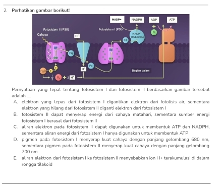 Perh
Pernyataan yang tepat tentang fotosistem I dan fotosistem II berdasarkan gambar tersebut
adalah
A. elektron yang lepas dari fotosistem I digantikan elektron dari fotolisis air, sementara
elektron yang hilang dari fotosistem II diganti elektron dari fotosistem I
B. fotosistem II dapat menyerap energi dari cahaya matahari, sementara sumber energi
fotosistem I berasal dari fotosistem II
C. aliran elektron pada fotosistem II dapat digunakan untuk membentuk ATP dan NADPH,
sementara aliran energi dari fotosistem I hanya digunakan untuk membentuk ATP
D. pigmen pada fotosistem I menverap kuạt cahava denɡan panjang gelombạng 680 nm.
sementara pigmen pada fotosistem II menyerap kuat cahaya dengan panjang gelombang
700 nm
E. aliran elektron dari fotosistem I ke fotosistem II menyebabkan ion H+ terakumulasi di dalam
rongga tilakoid