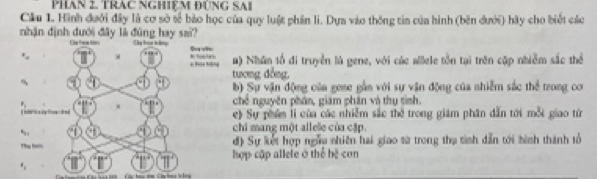 PHAN 2. TRAC NGHIệM ĐÜNG SAI
Cầu 1. Hình đưới đây là cơ sở số bào học của quy luật phần lì. Dựa vào thống tia của hình (bên dưới) hãy cho biết các
nhận định đưới đây là đùng hay sai? Cây hon to ằng
Cs 
I a) Nhân tổ đi truyền là gene, với các allele tồn tại trên cập nhiễm sắc thể
% a . tương đồng
b) Sự vận động của gene gần với sự vận động của nhiễm sắc thể trong co
. chế nguyên phân, giám phần và thụ sinh.
 - e) Sự phúm li của các nhiễm sắc thể trong giám phân dẫn tới mỗi giao từ
chi mang một allele của cập.
đ) Sự kết hợp ngẫu nhiên hai giao sử trong thụ tinh dẫn tới hình thành tổ
hợp cập allele ở thể hệ con°,