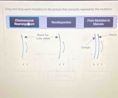 Drag and drop each mutation to the picture that correctly represents the mutation. 
Chromosomal 
Rearrangement Nondisjunction Point Mutation in Meiosis 
Black furk 
color allele
X Y X Y X X Y