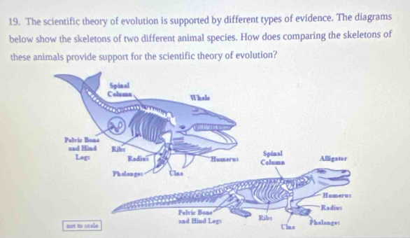 The scientific theory of evolution is supported by different types of evidence. The diagrams 
below show the skeletons of two different animal species. How does comparing the skeletons of 
these animals provide support for the scientific theory of evolution?