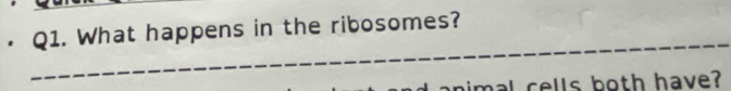 What happens in the ribosomes? 
_ 
l o th have