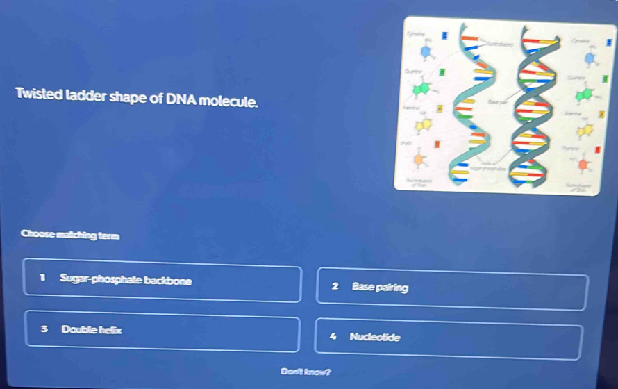 Twisted ladder shape of DNA molecule.
Choose matching term
1 Sugar-phosphale backbone Base pairing
3 Double helix Nucleotide
4
Don't know?