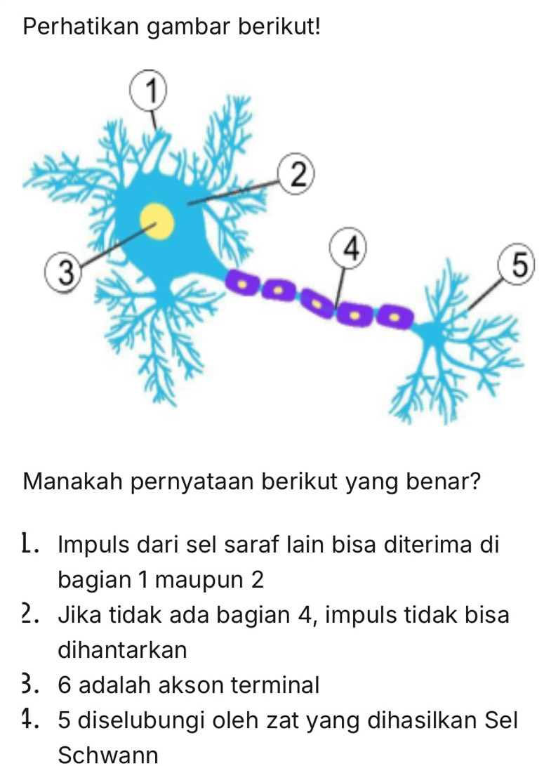 Perhatikan gambar berikut!
Manakah pernyataan berikut yang benar?
1. Impuls dari sel saraf lain bisa diterima di
bagian 1 maupun 2
2. Jika tidak ada bagian 4, impuls tidak bisa
dihantarkan
3. 6 adalah akson terminal
4. 5 diselubungi oleh zat yang dihasilkan Sel
Schwann