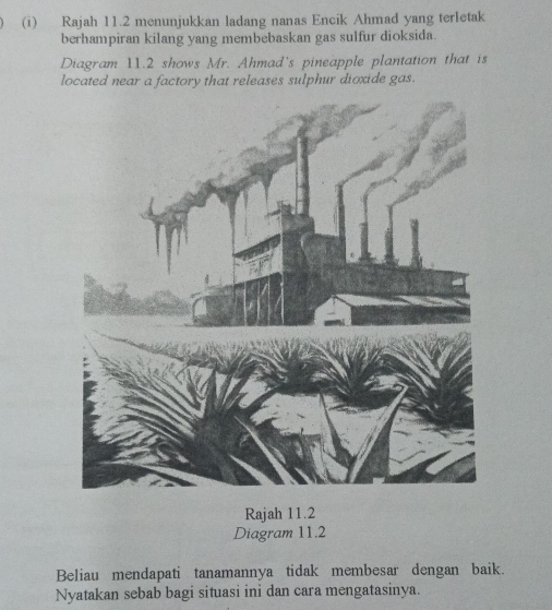 Rajah 11.2 menunjukkan ladang nanas Encik Ahmad yang terletak 
berhampiran kilang yang membebaskan gas sulfur dioksida. 
Diagram 11.2 shows Mr. Ahmad's pineapple plantation that is 
located near a factory that releases sulphur dioxide gas. 
Rajah 11.2 
Diagram 11.2 
Beliau mendapati tanamannya tidak membesar dengan baik. 
Nyatakan sebab bagi situasi ini dan cara mengatasinya.