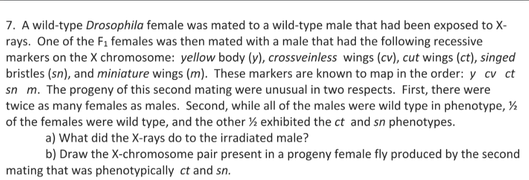 A wild-type Drosophila female was mated to a wild-type male that had been exposed to X - 
rays. One of the F_1 females was then mated with a male that had the following recessive 
markers on the X chromosome: yellow body (y), crossveinless wings (cv), cut wings (ct), singed 
bristles (sn), and miniature wings (m). These markers are known to map in the order: y cv ct 
sn m. The progeny of this second mating were unusual in two respects. First, there were 
twice as many females as males. Second, while all of the males were wild type in phenotype, ½
of the females were wild type, and the other ½ exhibited the ct and sn phenotypes. 
a) What did the X -rays do to the irradiated male? 
b) Draw the X -chromosome pair present in a progeny female fly produced by the second 
mating that was phenotypically ct and sn.