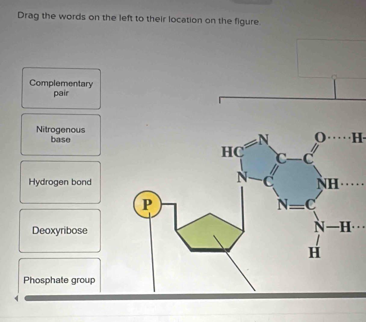 Drag the words on the left to their location on the figure. 
Complementary 
pair 
Nitrogenous 
base 
N
0 H
HC C C
Hydrogen bond 
NC
NH
N C
Deoxyribose 
N H .
H
Phosphate group