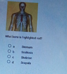 What bone is highlighted red?
a Sternum
b Scoliosis
c Skeleton
d Scapula