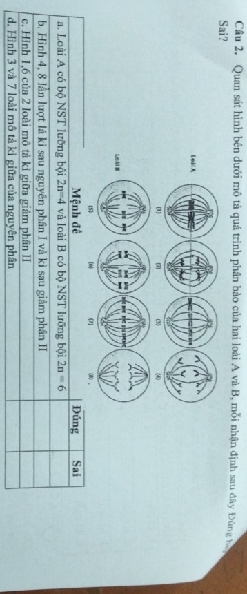 Quan sát hình bên dưới mô tả quá trình phân bảo của hai loài A và B, mỗi nhận định sau đây Đúng ha
Sai?
Mệnh đề Đúng Sai
a. Loài A có bộ NST lưỡng bội 2n=4 và loài B có bộ NST lưỡng bội 2n=6
b. Hình 4, 8 lần lượt là kì sau nguyên phân I và kì sau giảm phân II
c. Hình 1, 6 của 2 loài mô tả kì giữa giảm phân II
d. Hình 3 và 7 loài mô tả kì giữa của nguyên phân