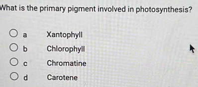 What is the primary pigment involved in photosynthesis?
a Xantophyll
b Chlorophyll
C Chromatine
d Carotene