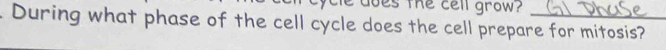 oes the cell grow? 
. During what phase of the cell cycle does the cell prepare for mitosis?