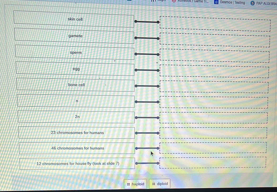 Alhetics / Game Ti... Desmos | Testing PAP ALGEBRA 
skin cell 
gamete 
sperm 
egg 
bone cell 
n
2n
23 chromosomes for humans
46 chromosomes for humans
12 chromosomes for house fly (look at slide 7)
X haploid :: diploid