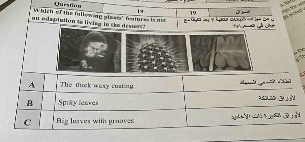 Rec
19 ji mes the vin
19
Which of the following plants' features is not V co g c c 
ps icke .
an adaptation to living in the dessert?
e yanall Gà Lña
e the
y T
C
sl
A The thick waxy coating
B Spiky leaves G
C Big leaves with grooves