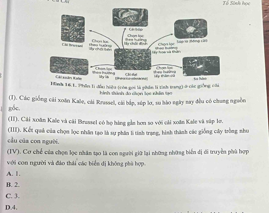 Tổ Sinh học
16.1. Phân lị đầu hiệu (còn gọi là phần li tỉnh trang) ở các giống cãi
hình thành do chọn lọc nhân tạo
(I). Các giống cải xoăn Kale, cải Rrussel, cải bắp, súp lơ, su hào ngày nay đều có chung nguồn
gốc.
(II). Cải xoăn Kale và cải Brussel có họ hàng gần hơn so với cải xoăn Kale và súp lơ.
(III). Kết quả của chọn lọc nhân tạo là sự phân li tính trạng, hình thành các giống cây trồng nhu
cầu của con người.
(IV). Cơ chế của chọn lọc nhân tạo là con người giữ lại những những biến dị di truyền phù hợp
với con người và đào thải các biến dị không phù hợp.
A. 1.
B. 2.
C. 3.
D. 4.