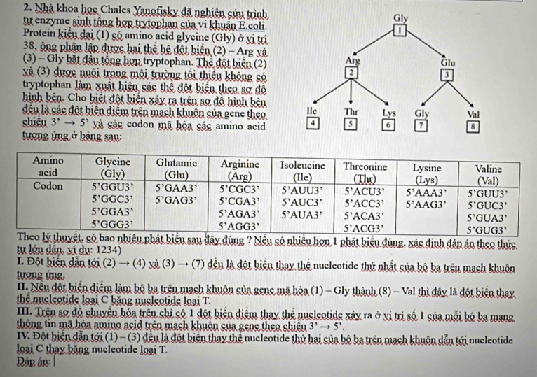 Nhà khoa học Chales Yanofisky đã nghiên cứu trình
tự enzyme sinh tổng hợp trytophan của vi khuẩn E.coli.
Protein kiểu dại (1) gó amino acid glycine (Gly) ở vị trí
38, ông phận lập được hai thể hệ đột biển (2) - Arg và
(3) - Gly bặt đầu tổng hợp tryptophan. Thể đột biện (2)
và (3) được nuôi trong môi trường tối thiều không só
tryptophan làm xuất hiện các thể đột biển theo sợ độ
hình bên. Cho biết đột biển xảy ra trên sợ độ hình bên
đêu là các đột biên điểm trên mạch khuôn của gene theo
shiêu 3^,to 5^, xà các codon mã hóa các amino acid
tượng ứng ở bảng sau:
hát biểu sau đây đúng ? Nều có nhiều hơn 1 phát biểu đúng, xác định đáp án theo thức
tự lớn dân, vị dụ: 1234)
I. Đột biển dẫn tới (2) → (4) yà (3) → (7) đều là đột biển thay thể nucleotide thứ nhất của bộ ba trên mạch khuôn
tượng ứng,
II. Nếu đột biển điểm làm bộ ba trên mạch khuôn của gene mã hóa (1) - Gly thành (8) - Val thị đây là đột biển thay.
thể nucleotide loại C băng nucleotide loại T.
IIII. Trên sợ độ chuyển hóa trên chi có 1 đột biển điểm thay thể nucleotide xây ra ở vị trị số 1 của mỗi bộ ba mang
thông tin mã hóa amino acid trên mạch khuôn sủa gene theo shiêu 3^,to 5^,.
IV. Đột biển dẫn tới (1) - (3) đều là đột biển thay thể nucleotide thứ hai của bộ ba trên mạch khuôn dẫn tới nucleotide
loại C thay băng nucleotide loại T.
Đáp án: