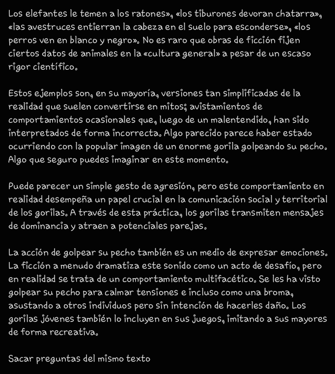 Los elefantes le temen a los ratones», «los tiburones devoran chatarra», 
«las avestruces entierran la cabeza en el suelo para esconderse», «los 
perros ven en blanco y negro». No es raro que obras de ficción fijen 
ciertos datos de animales en la «cultura general» a pesar de un escaso 
rigor científico. 
Estos ejemplos son, en su mayoría, versiones tan simplificadas de la 
realidad que suelen convertirse en mitos; avistamientos de 
comportamientos ocasionales que, luego de un malentendido, han sido 
interpretados de forma incorrecta. Algo parecido parece haber estado 
ocurriendo con la popular imagen de un enorme gorila golpeando su pecho. 
Algo que seguro puedes imaginar en este momento. 
Puede parecer un simple gesto de agresión, pero este comportamiento en 
realidad desempeña un papel crucial en la comunicación social y territorial 
de los gorilas. A través de esta práctica, los gorilas transmiten mensajes 
de dominancia y atraen a potenciales parejas. 
La acción de golpear su pecho también es un medio de expresar emociones. 
La ficción a menudo dramatiza este sonido como un acto de desafío, pero 
en realidad se trata de un comportamiento multifacético. Se les ha visto 
golpear su pecho para calmar tensiones e incluso como una broma, 
asustando a otros individuos pero sin intención de hacerles daño. Los 
gorilas jóvenes también lo incluyen en sus juegos, imitando a sus mayores 
de forma recreativa. 
Sacar preguntas del mismo texto