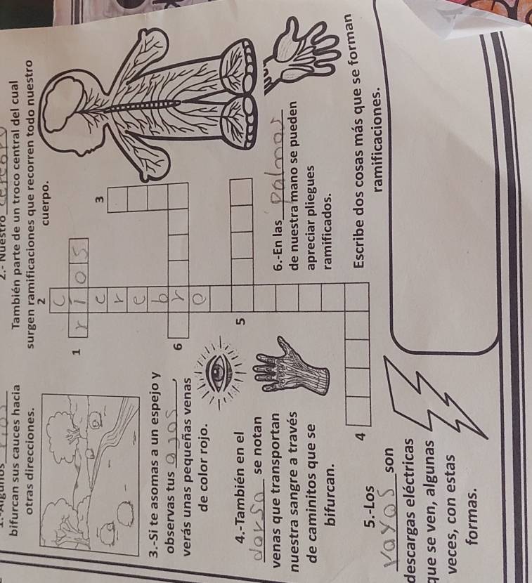 2.- Nuestro_ 
bifurcan sus cauces hacia También parte de un troco central del cual 
otras direcciones. 
3.-Si te asomas a un espejo y 
observas tus 
_ 
verás unas pequeñas venas 
de color rojo. 
4.-También en el 
_ 
se notan 
venas que transportan 
nuestra sangre a través 
de caminitos que se 
bifurcan. 
5.-Los 4
n 
_ 
son 
descargas eléctricas 
que se ven, algunas 
veces, con estas 
formas.