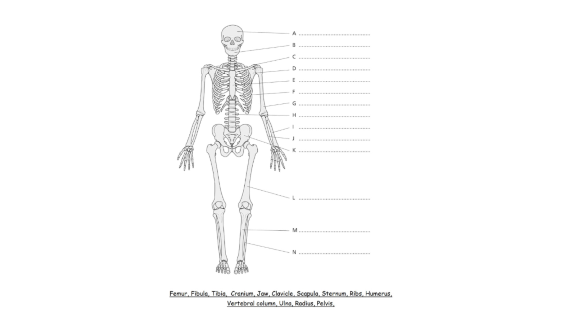 Femur, Fibula, Tibia, Cranium, Jaw, Clavicle, Scapula, Sternum, Ribs, Humerus,
Vertebral column, Ulna, Radius, Pelvis,