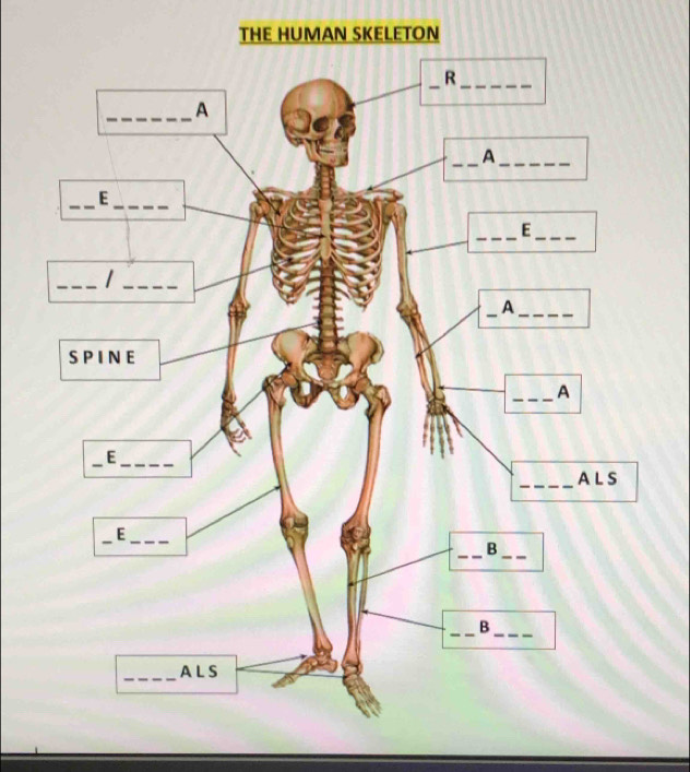 THE HUMAN SKELETON