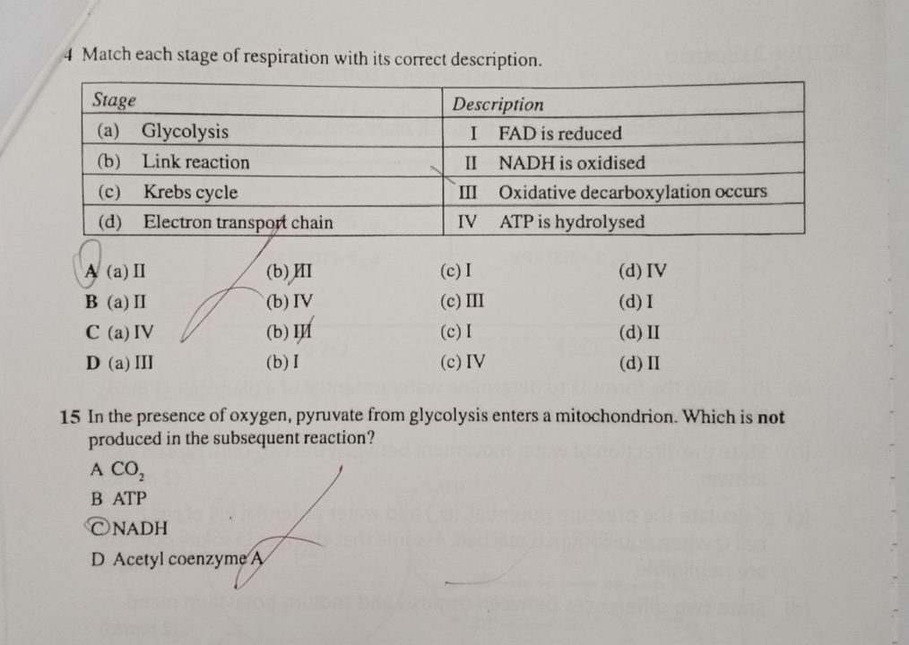 Match each stage of respiration with its correct description.
A(a)Ⅱ (b)Ⅲ (c) I (d)IV
B (a)Ⅱ (b)IV (c)Ⅲ (d)I
C (a)IV (b)Ⅲ (c) I (d)Ⅱ
D(a)Ⅲ (b)I (c)IV (d)Ⅱ
15 In the presence of oxygen, pyruvate from glycolysis enters a mitochondrion. Which is not
produced in the subsequent reaction?
A CO_2
B ATP
C NADH
D Acetyl coenzyme A