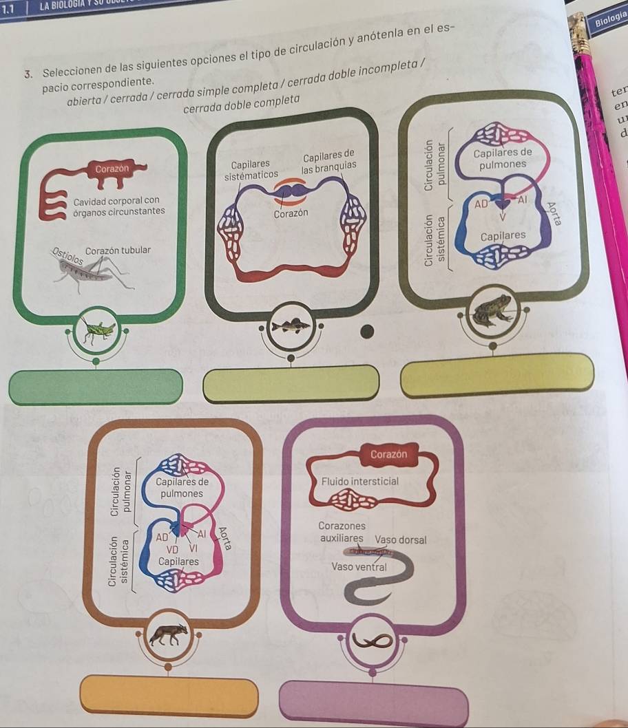 1.1 
Biologia 
3. Seleccionen de las siguientes opciones el tipo de circulación y anótenla en el es- 
abierta / cerrada / cerrada simple completa / cerrada doble incompleta / 
pacio correspondiente. 
ter 
cerrada doble completa 
en 
u 
a 
Corazón Capilares 
sistématicos las branquias Capilares de 
Cavidad corporal con 
órganos circunstantes Corazón 
Corazón tubular 
Ostiolos 
Corazón 
Capilares de Fluido intersticial 
pulmones 
Corazones 
AD Al a auxiliares Vaso dorsal 
vò vì
5 Capilares Vaso ventral