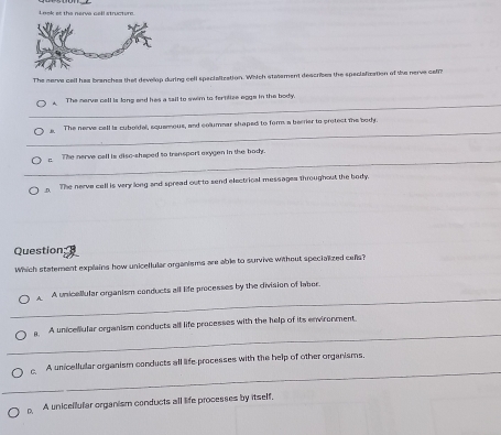 Look es the nerve cell structure
The narva call has branches tha devellop during cell specialization. Wihich stasement describes the speciatization of the nerve calr
_
The nerve call ls long and has a sail to swim to fertilize agge in the body.
_
s. The nerve call is cubeldal, squemous, and columnar shaped to form a berrier to gretect the body.
_
The nerve call is disc-shaped to transport oxygen in the body.
D The nerve call is very long and spread out to send electrical messages throughout the body.
Question
Which statement explains how unicellular organisms are able to survive without specialized cels?
_
A A unicellular organism conducts all Efe processes by the division of labor.
_
a A uniceliular organism conducts all life processes with the help of its environment.
_
c. A unicellular organism conducts all life processes with the help of other organisms.
_
D A unicellular organism conducts all life processes by itself.