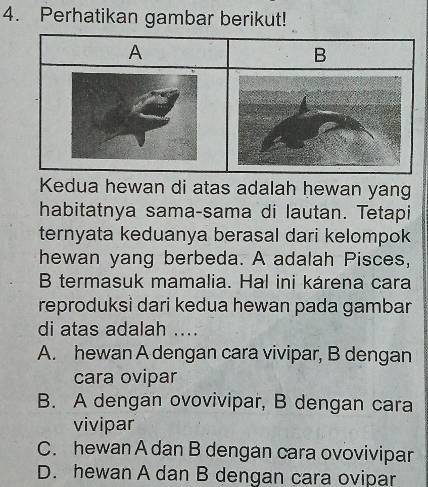 Perhatikan gambar berikut!
Kedua hewan di atas adalah hewan yang
habitatnya sama-sama di lautan. Tetapi
ternyata keduanya berasal dari kelompok
hewan yang berbeda. A adalah Pisces,
B termasuk mamalia. Hal ini kárena cara
reproduksi dari kedua hewan pada gambar
di atas adalah ....
A. hewan A dengan cara vivipar, B dengan
cara ovipar
B. A dengan ovovivipar, B dengan cara
vivipar
C. hewan A dan B dengan cara ovovivipar
D. hewan A dan B dengan cara ovipar