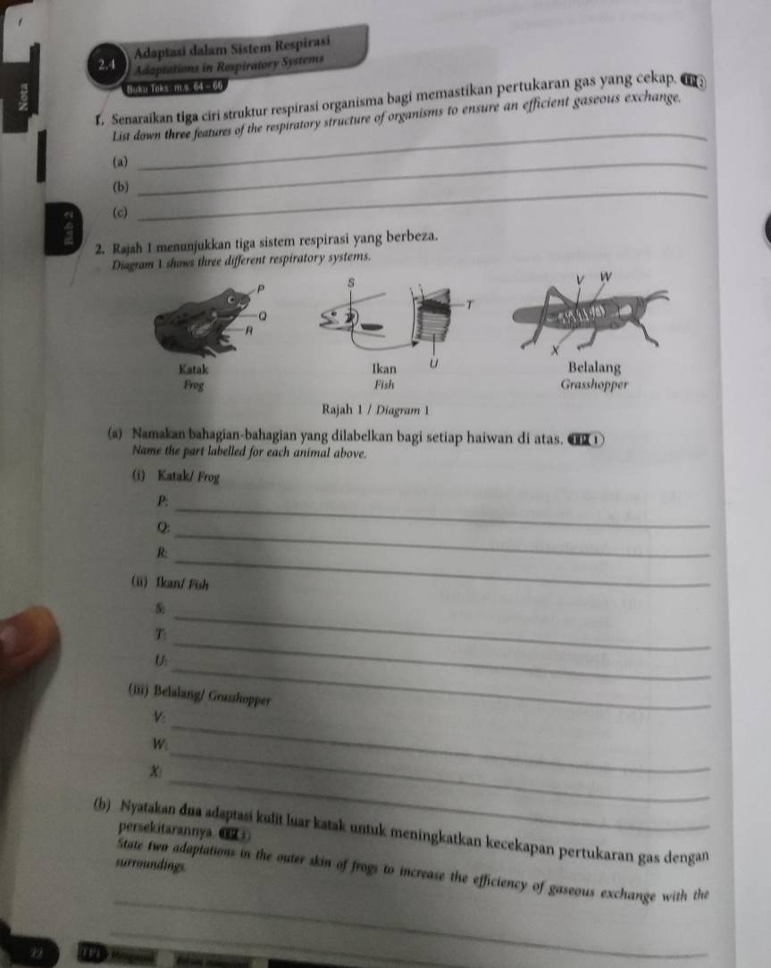 Adaptasi dalam Sistem Respirasi 
2. 4 Adaptations in Respiratory Systems 
Suku Teks - m.s. 64 - 66 
1. Senaraikan tiga ciri struktur respirasi organisma bagi memastikan pertukaran gas yang cekap. 
List down three features of the respiratory structure of organisms to ensure an efficient gaseous exchange. 
(a)_ 
_ 
(b)_ 
(c) 
2. Rajah 1 menunjukkan tiga sistem respirasi yang berbeza. 
Diagram I shows three different respiratory systems. 
Rajah 1 / Diagram 1 
(a) Namakan bahagian-bahagian yang dilabelkan bagi setiap haiwan di atas. 
Name the part labelled for each animal above. 
(i) Katak/ Frog 
P:_ 
_ 
Q: 
_ 
R: 
(ii) Ikan/ Fish 
T 
_ 
_ 
U 
_ 
(iii) Belalang/ Grusshopper 
V: 
_ 
W 
_ 

_ 
(b) Nyatakan dua adaptasi kulit luar katak untuk meningkatkan kecekapan pertukaran gas dengan 
persekitarannya.( 
surroundings 
_ 
State two adaptations in the outer skin of frogs to increase the efficiency of gaseous exchange with the 
_
29 M