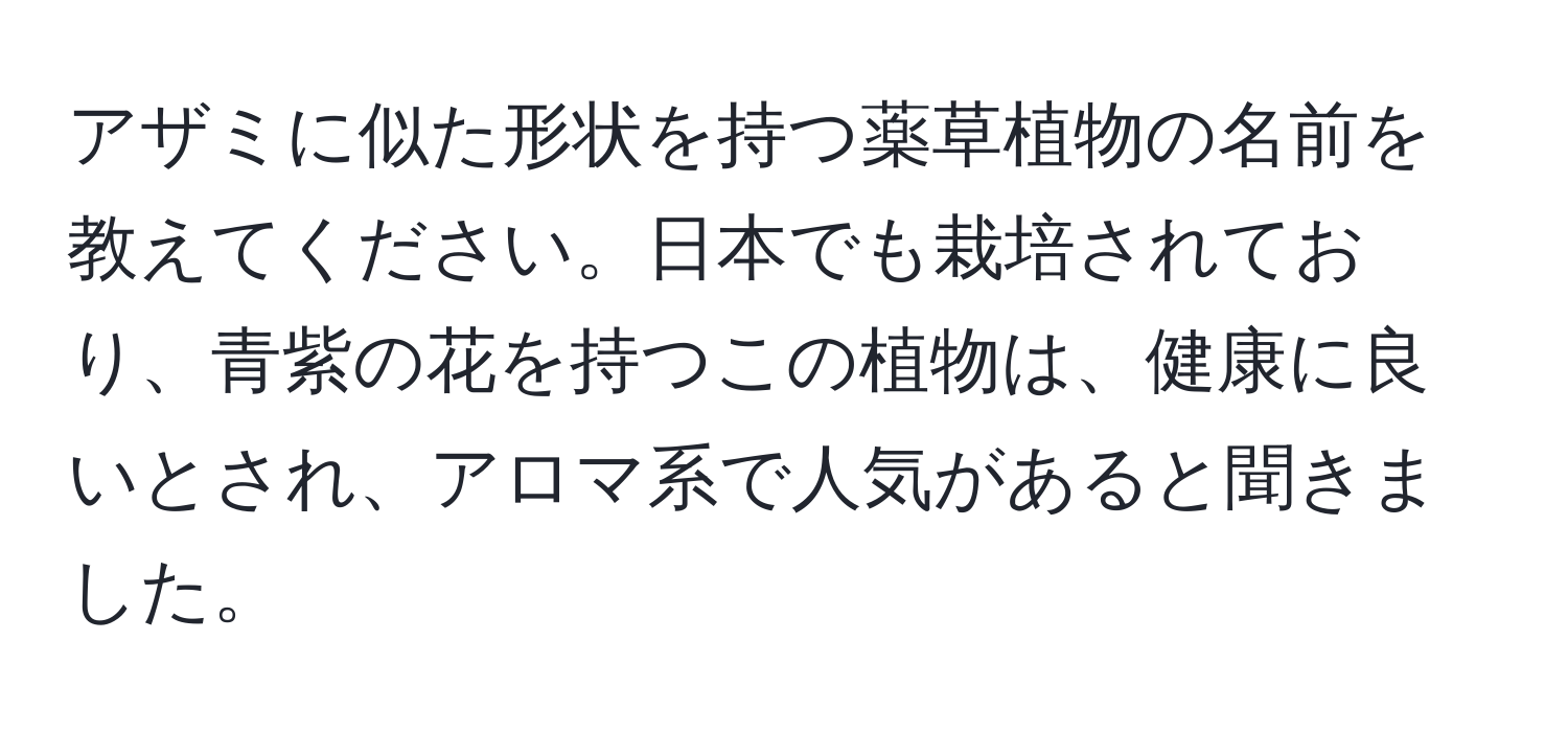 アザミに似た形状を持つ薬草植物の名前を教えてください。日本でも栽培されており、青紫の花を持つこの植物は、健康に良いとされ、アロマ系で人気があると聞きました。