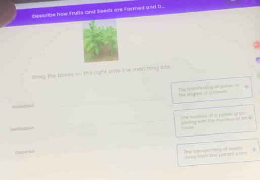 Describe how Fruits and Seeds are Formed and D... 
Drag the boxes on the right onto the matching line. 
The transferring of pollen to 4
Pollination _the stigma of a flower 
The nucleus of a polien grain 
_joining with the nucleus of an - 1/b =
Fertilisation ovule 
Dispersal 
_ 
The transporting of seeds 
away from the parent plant