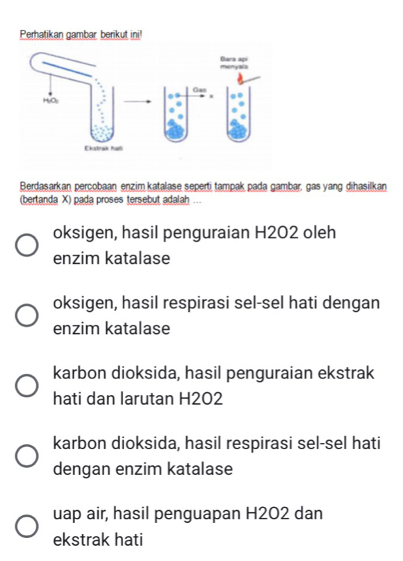 Perhatikan gambar berikut ini!
Berdasarkan percobaan enzim katalase seperti tampak pada gambar, gas yang dihasilkan
(bertanda X) pada proses tersebut adalah ...
oksigen, hasil penguraian H202 oleh
enzim katalase
oksigen, hasil respirasi sel-sel hati dengan
enzim katalase
karbon dioksida, hasil penguraian ekstrak
hati dan larutan H202
karbon dioksida, hasil respirasi sel-sel hati
dengan enzim katalase
uap air, hasil penguapan H2O2 dan
ekstrak hati