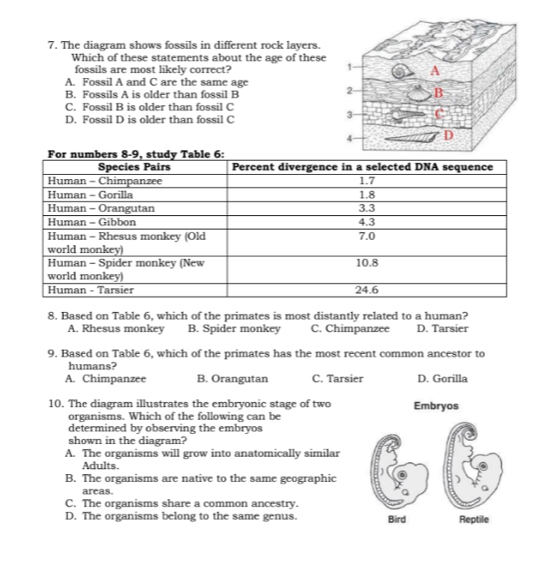 The diagram shows fossils in different rock layers.
Which of these statements about the age of these
fossils are most likely correct?
A. Fossil A and C are the same age
B. Fossils A is older than fossil B
C. Fossil B is older than fossil C
D. Fossil D is older than fossil C
8. Based on Table 6, which of the primates is most distantly related to a human?
A. Rhesus monkey B. Spider monkey C. Chimpanzee D. Tarsier
9. Based on Table 6, which of the primates has the most recent common ancestor to
humans?
A. Chimpanzee B. Orangutan C. Tarsier D. Gorilla
10. The diagram illustrates the embryonic stage of two Embryos
organisms. Which of the following can be
determined by observing the embryos
shown in the diagram?
A. The organisms will grow into anatomically similar
Adults.
B. The organisms are native to the same geographic
areas.
C. The organisms share a common ancestry.
D. The organisms belong to the same genus. Bird Reptile