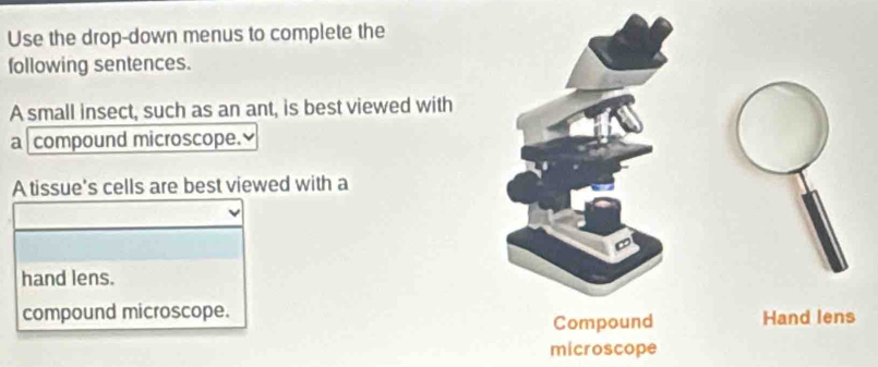 Use the drop-down menus to complete the 
following sentences. 
A small insect, such as an ant, is best viewed with 
a compound microscope. 
A tissue's cells are best viewed with a 
hand lens. 
compound microscope. Hand lens 
Compound 
microscope