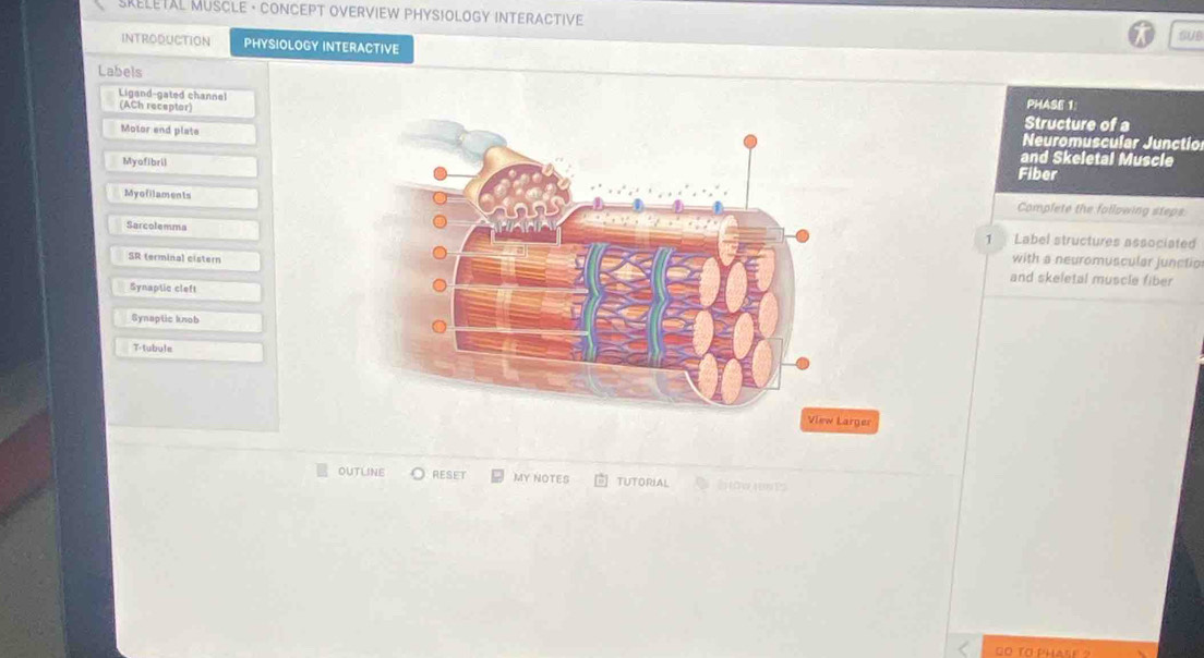 SKELETAL MUSCLE · CONCEPT OVERVIEW PHYSIOLOGY INTERACTIVE 
GUB 
INTRODUCTION PHYSIOLOGY INTERACTIVE 
Labels 
Ligand-gated channel PHASE 1: 
(ACh receptor) 
Structure of a 
Neuromuscular Junctio 
Motor end plateand Skeletal Muscle 
MyafibrilFiber 
Myofilaments 
Complete the following steps. 
1 Label structures associated 
Sarcolemmawith a neuromuscular junctio 
SR terminal cisternand skeletal muscle fiber 
Synaptic cleft 
Synaptic knob 
T-tubule 
View Larger 
OUTLINE RESET MY NOTES TUTORIAL lǎo]19991 
o to ph s e o