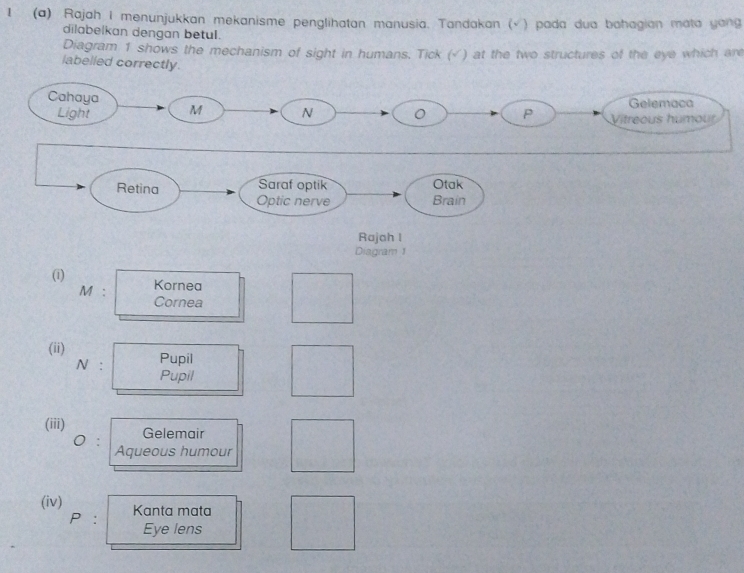 1 (a) Rajah I menunjukkan mekanisme penglihatan manusia. Tandakan (× ) pada dua bahagian mata yong 
dilabelkan dengan betul. 
Diagram 1 shows the mechanism of sight in humans. Tick (√) at the two structures of the eye which are 
labelled correctly. 
Retina Saraf optik Otak 
Optic nerve Brain 
Rajah I 
Diagram 1 
(i) Kornea 
M : Cornea 
(ii) Pupil 
N : Pupil 
(iii) Gelemair 
0 : Aqueous humour 
(iv) Kanta mata 
P : Eye lens