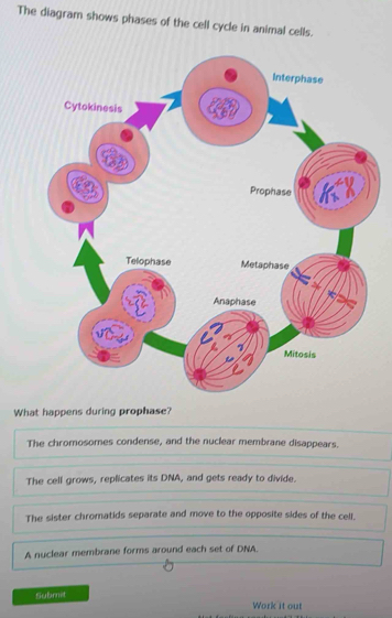 Solved: The diagram shows phases of the cell cycle in animal cells ...