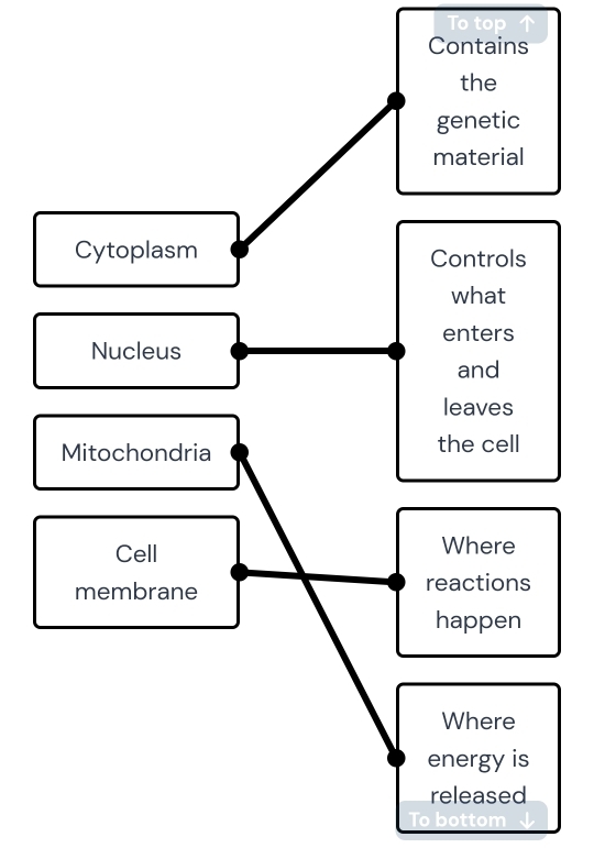 To top 
Contains 
the 
genetic 
material 
Cytoplasm Controls 
what 
enters 
Nucleus 
and 
leaves 
Mitochondria the cell 
Cell Where 
membrane reactions 
happen 
Where 
energy is 
released 
To bottom