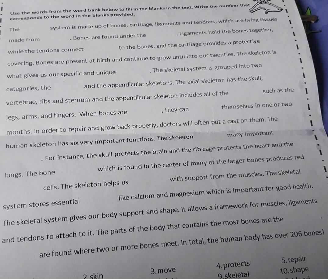 Use the words from the word bank below to fill in the blanks in the text. Write the number that 
corresponds to the word in the blanks provided. 
The system is made up of bones, cartilage, ligaments and tendons, which are living tissues 
made from . Bones are found under the . Ligaments hold the bones together, 
while the tendons connect to the bones, and the cartilage provides a protective 
covering. Bones are present at birth and continue to grow until into our twenties. The skeleton is 
what gives us our specific and unique . The skeletal system is grouped into two 
categories, the and the appendicular skeletons. The axial skeleton has the skull, 
vertebrae, ribs and sternum and the appendicular skeleton includes all of the such as the 
legs, arms, and fingers. When bones are , they can themselves in one or two 
months. In order to repair and grow back properly, doctors will often put a cast on them. The 
human skeleton has six very important functions. The skeleton many important 
For instance, the skull protects the brain and the rib cage protects the heart and the 
lungs. The bone which is found in the center of many of the larger bones produces red 
cells. The skeleton helps us with support from the muscles. The skeletal 
system stores essential like calcium and magnesium which is important for good health. 
The skeletal system gives our body support and shape. It allows a framework for muscles, ligaments 
and tendons to attach to it. The parts of the body that contains the most bones are the 
are found where two or more bones meet. In total, the human body has over 206 bones! 
2 skin 3. move 4. protects 5. repair 
9. skeletal 10. shape