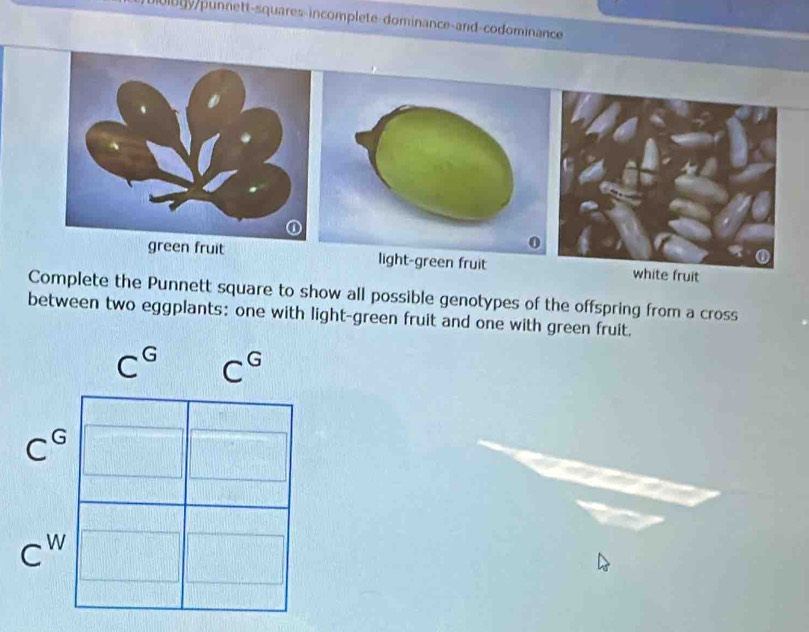 0l0 y punnett-squares-incomplete-dominance-and-codominance 
green fruit light-green fruitwhite fruit 
Complete the Punnett square to show all possible genotypes of the offspring from a cross 
between two eggplants: one with light-green fruit and one with green fruit.
C^G C^G
C^G
C^W