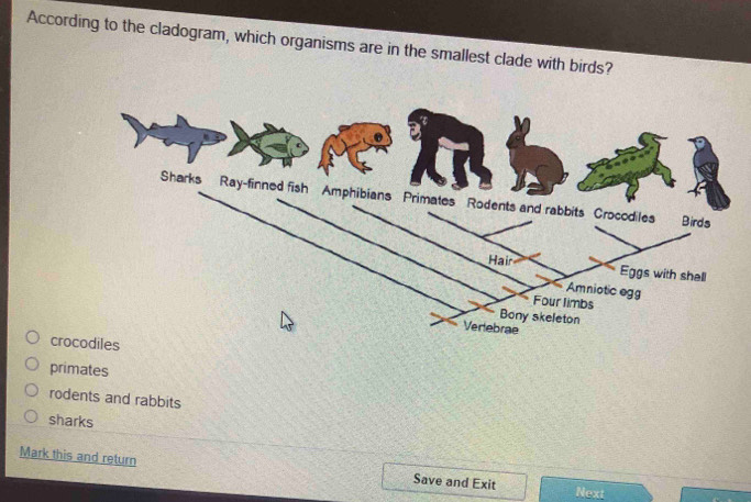 According to the cladogram, which organisms are in the smallest clade with birds?
croc
primates
rodents and rabbits
sharks
Mark this and return Save and Exit Next