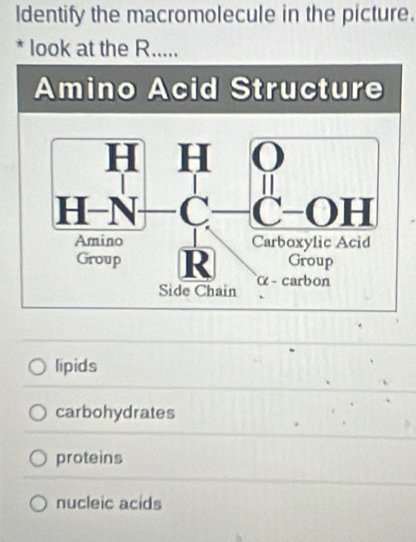 Identify the macromolecule in the picture.
* look at the R.....
Amino Acid Structure
lipids
carbohydrates
proteins
nucleic acids