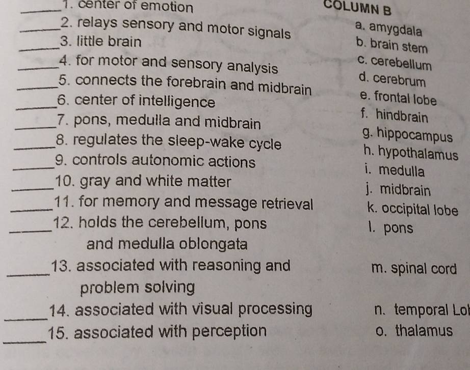 center of emotion COLUMNB
_2. relays sensory and motor signals
a. amygdala
_
3. little brain
b. brain stem
c. cerebellum
_4. for motor and sensory analysis
d. cerebrum
_5. connects the forebrain and midbrain e. frontal lobe
_6. center of intelligence
f. hindbrain
_7. pons, medulla and midbrain
g. hippocampus
_8. regulates the sleep-wake cycle h. hypothalamus
_9. controls autonomic actions i. medulla
_10. gray and white matter j. midbrain
_11. for memory and message retrieval k. occipital lobe
_12. holds the cerebellum, pons l. pons
and medulla oblongata
_13. associated with reasoning and m. spinal cord
problem solving
_
14. associated with visual processing n. temporal Lol
_
15. associated with perception o. thalamus