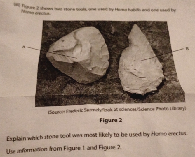 (iii) Figure 2 shows two stone tools, one used by Homo habilis and one used by 
Homo erectus. 
(Source: Frederic Surmely/look at sciences/Science Photo Library) 
Figure 2 
Explain which stone tool was most likely to be used by Homo erectus. 
Use information from Figure 1 and Figure 2.